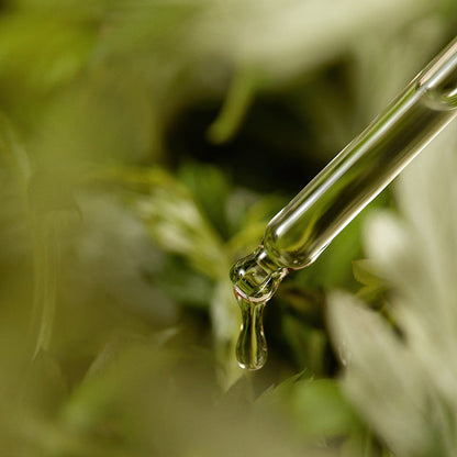 Mugwort Serum