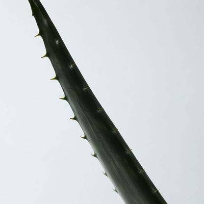 Soothing Aloe Vera Gel